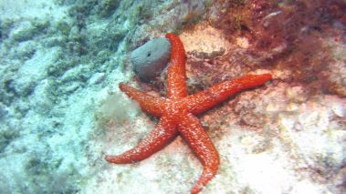 starfish