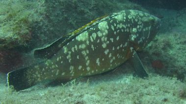 underwater-fish