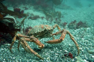 vault-reef-crab